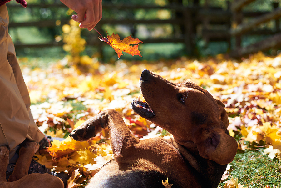 3 Beneficial Services for Fall Lawn Care Maintenance