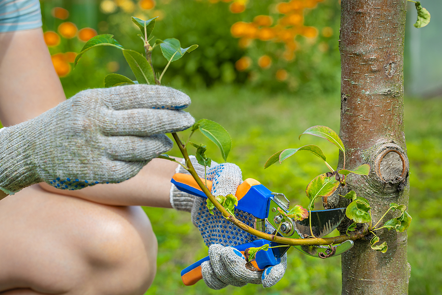 4 Tips for Keeping Your Trees Healthy
