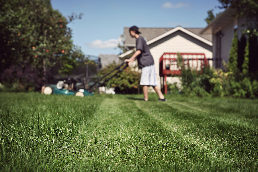 5 Tips to Prevent Common Lawn Diseases & Pests